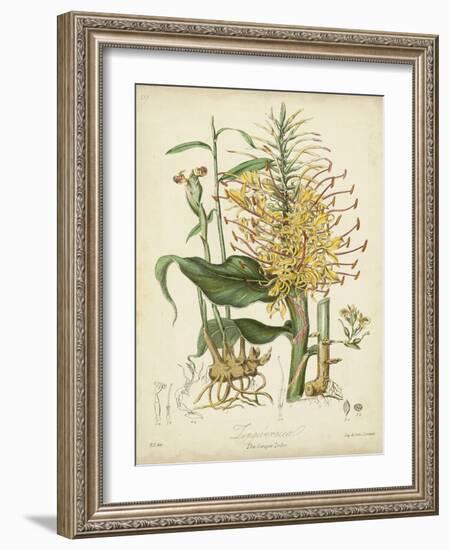 Twining Botanicals VII-Elizabeth Twining-Framed Art Print