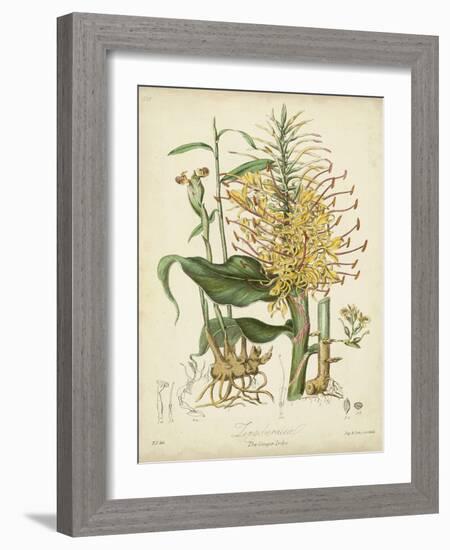 Twining Botanicals VII-Elizabeth Twining-Framed Art Print