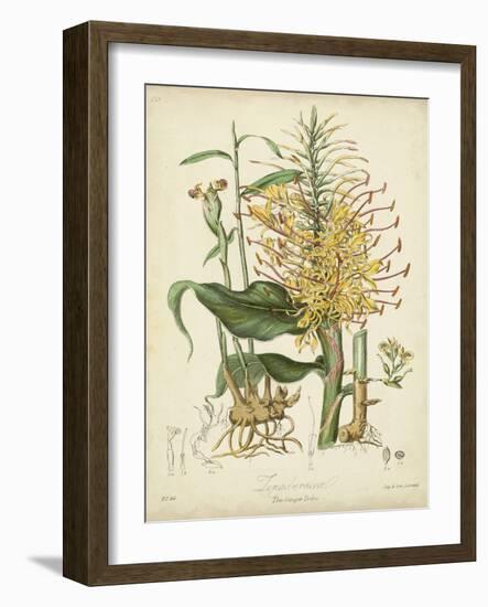 Twining Botanicals VII-Elizabeth Twining-Framed Art Print