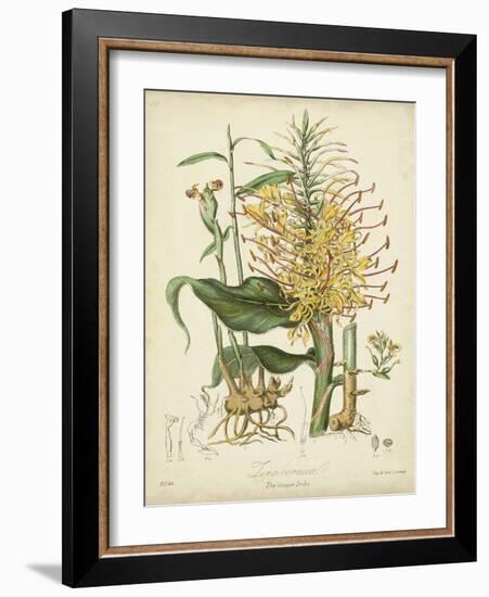 Twining Botanicals VII-Elizabeth Twining-Framed Art Print