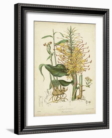 Twining Botanicals VII-Elizabeth Twining-Framed Art Print