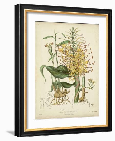 Twining Botanicals VII-Elizabeth Twining-Framed Art Print