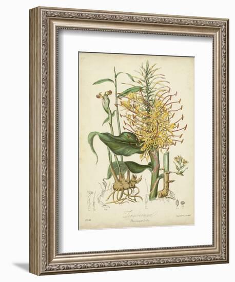 Twining Botanicals VII-Elizabeth Twining-Framed Art Print