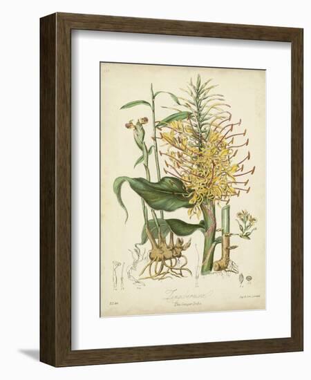 Twining Botanicals VII-Elizabeth Twining-Framed Art Print