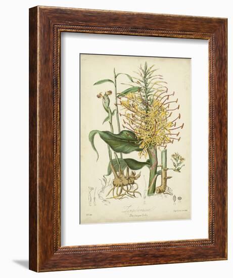 Twining Botanicals VII-Elizabeth Twining-Framed Art Print