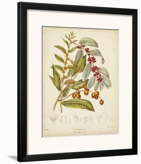 Twining Botanicals VIII-Elizabeth Twining-Framed Art Print