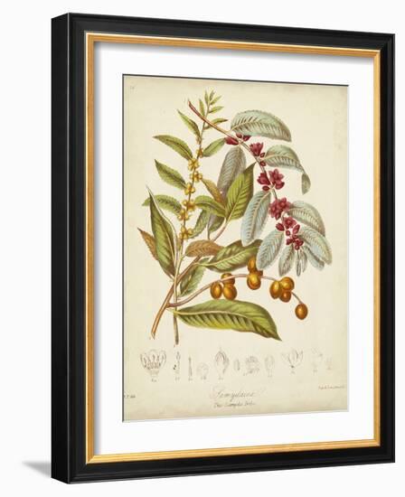 Twining Botanicals VIII-Elizabeth Twining-Framed Art Print
