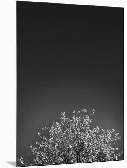 Twinkling Lights 1-Design Fabrikken-Mounted Photographic Print