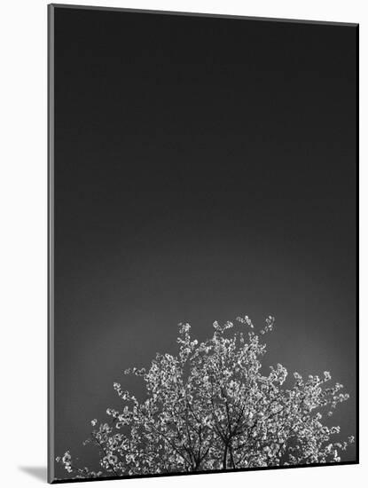 Twinkling Lights 1-Design Fabrikken-Mounted Photographic Print