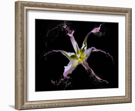 Twirling Tulip-Lori Hutchison-Framed Photographic Print