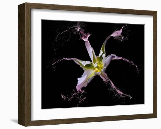 Twirling Tulip-Lori Hutchison-Framed Photographic Print