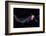 Twist-Heidi Westum-Framed Photographic Print