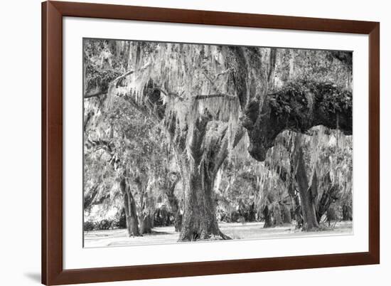 Twisted Grove-Wink Gaines-Framed Giclee Print