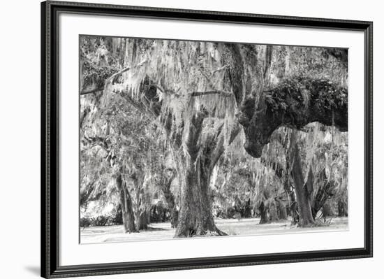 Twisted Grove-Wink Gaines-Framed Giclee Print