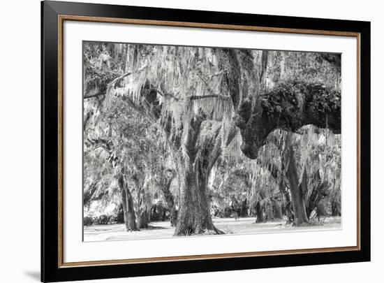 Twisted Grove-Wink Gaines-Framed Giclee Print