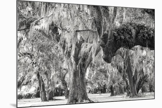 Twisted Grove-Wink Gaines-Mounted Giclee Print