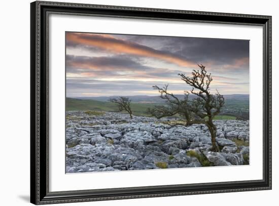 Twisted Hawthorn Trees Growing Through the Limestone Pavement on Twistleton Scar, Yorkshire-Adam Burton-Framed Photographic Print