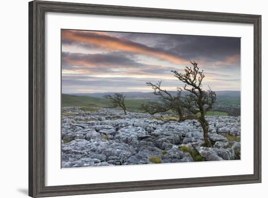 Twisted Hawthorn Trees Growing Through the Limestone Pavement on Twistleton Scar, Yorkshire-Adam Burton-Framed Photographic Print