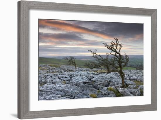 Twisted Hawthorn Trees Growing Through the Limestone Pavement on Twistleton Scar, Yorkshire-Adam Burton-Framed Photographic Print