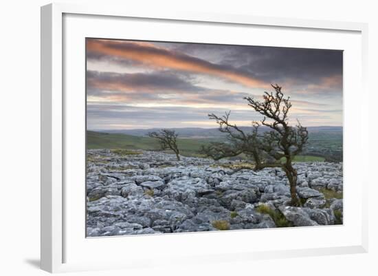 Twisted Hawthorn Trees Growing Through the Limestone Pavement on Twistleton Scar, Yorkshire-Adam Burton-Framed Photographic Print