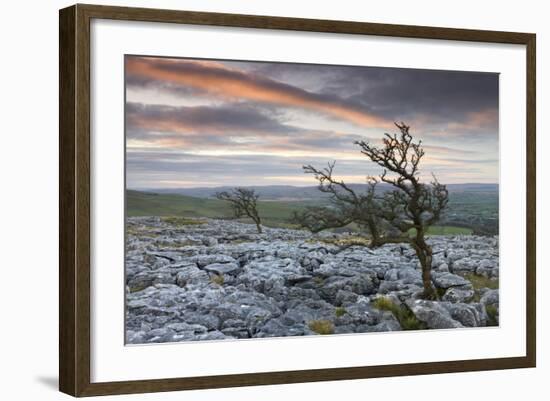 Twisted Hawthorn Trees Growing Through the Limestone Pavement on Twistleton Scar, Yorkshire-Adam Burton-Framed Photographic Print