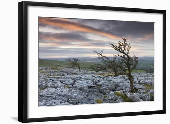 Twisted Hawthorn Trees Growing Through the Limestone Pavement on Twistleton Scar, Yorkshire-Adam Burton-Framed Photographic Print