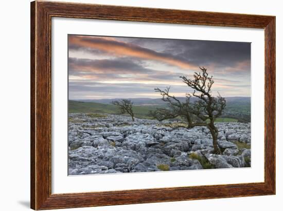 Twisted Hawthorn Trees Growing Through the Limestone Pavement on Twistleton Scar, Yorkshire-Adam Burton-Framed Photographic Print