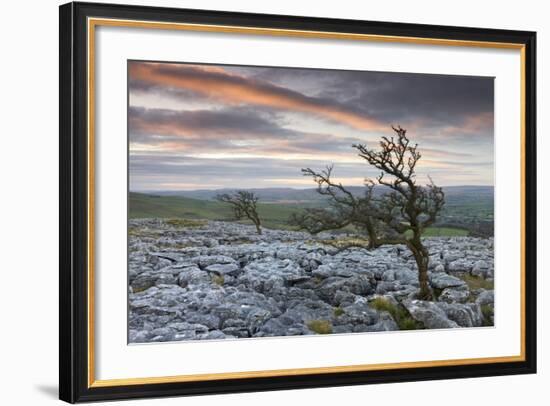 Twisted Hawthorn Trees Growing Through the Limestone Pavement on Twistleton Scar, Yorkshire-Adam Burton-Framed Photographic Print