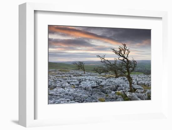 Twisted Hawthorn Trees Growing Through the Limestone Pavement on Twistleton Scar, Yorkshire-Adam Burton-Framed Photographic Print