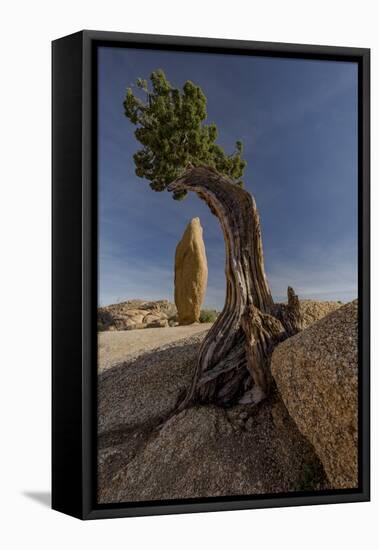 Twisted juniper growing from the granite rocks, Joshua Tree National Park-Judith Zimmerman-Framed Premier Image Canvas