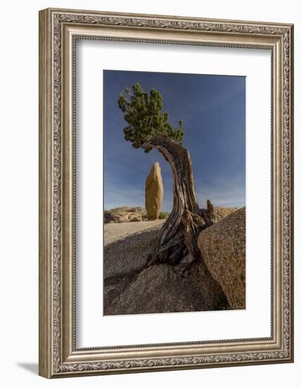 Twisted juniper growing from the granite rocks, Joshua Tree National Park-Judith Zimmerman-Framed Photographic Print