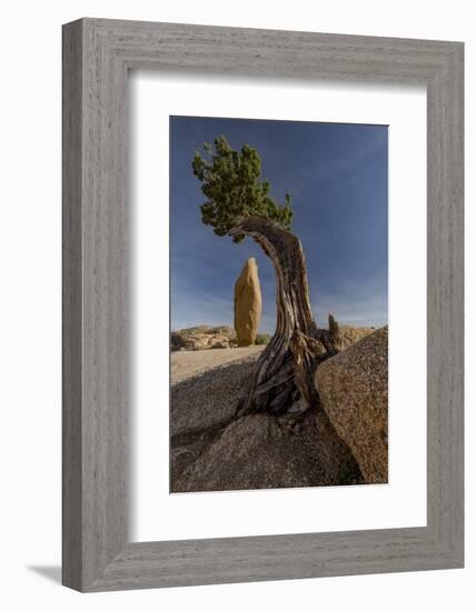 Twisted juniper growing from the granite rocks, Joshua Tree National Park-Judith Zimmerman-Framed Photographic Print