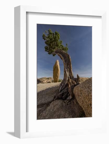 Twisted juniper growing from the granite rocks, Joshua Tree National Park-Judith Zimmerman-Framed Photographic Print