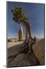 Twisted juniper growing from the granite rocks, Joshua Tree National Park-Judith Zimmerman-Mounted Photographic Print