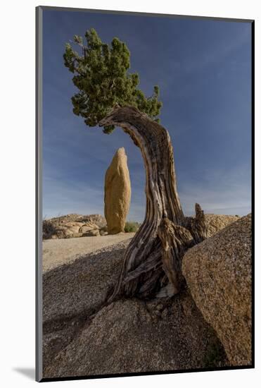 Twisted juniper growing from the granite rocks, Joshua Tree National Park-Judith Zimmerman-Mounted Photographic Print