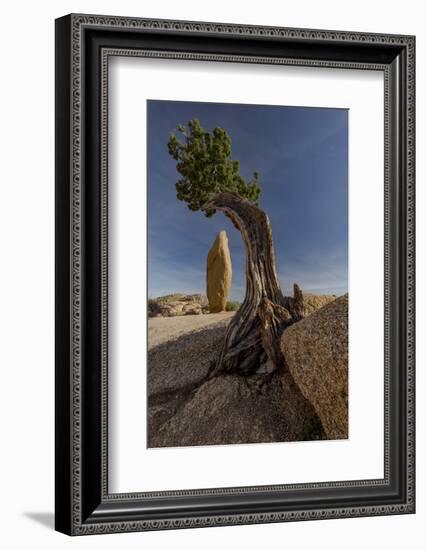 Twisted juniper growing from the granite rocks, Joshua Tree National Park-Judith Zimmerman-Framed Photographic Print