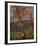 Twisted Maple-Tom Thomson-Framed Giclee Print