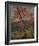 Twisted Maple-Tom Thomson-Framed Giclee Print