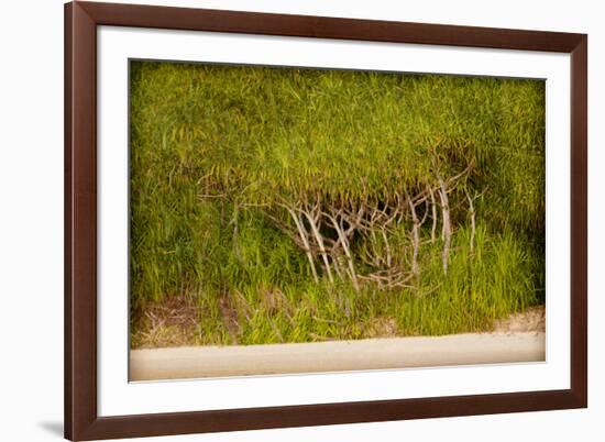 Twisted Palms-Valda Bailey-Framed Photographic Print