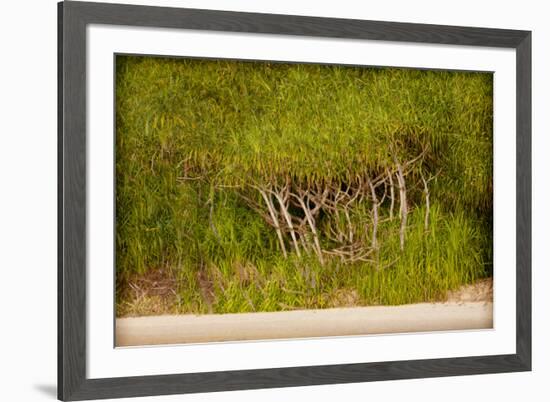 Twisted Palms-Valda Bailey-Framed Photographic Print