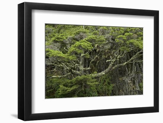 Twisted tree along Grey Lake, Torres del Paine National Park, Chile, Patagonia-Adam Jones-Framed Photographic Print