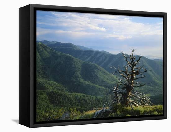 Twisted Tree in Lush Landscape, Bear River Range, Cache National Forest, Cache Valley, Idaho, USA-Scott T^ Smith-Framed Premier Image Canvas