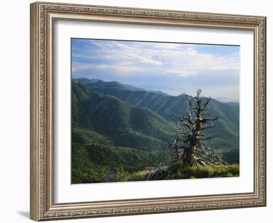 Twisted Tree in Lush Landscape, Bear River Range, Cache National Forest, Cache Valley, Idaho, USA-Scott T^ Smith-Framed Photographic Print