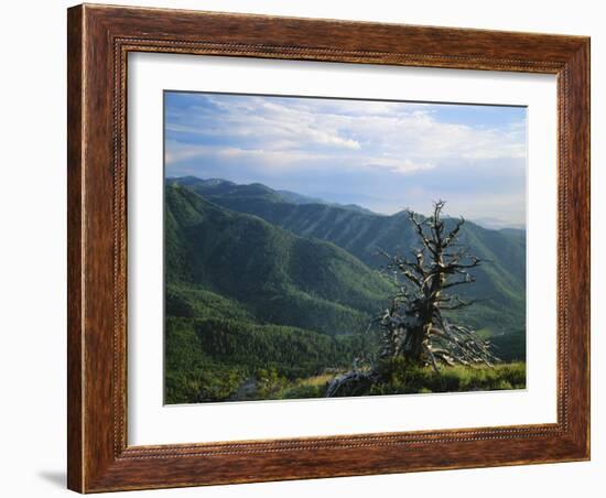 Twisted Tree in Lush Landscape, Bear River Range, Cache National Forest, Cache Valley, Idaho, USA-Scott T^ Smith-Framed Photographic Print