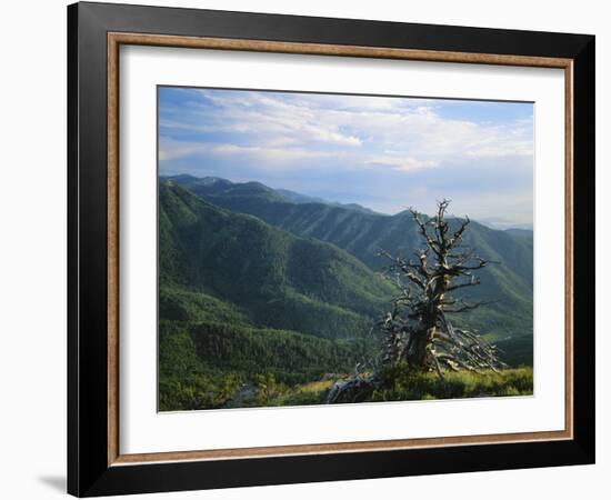 Twisted Tree in Lush Landscape, Bear River Range, Cache National Forest, Cache Valley, Idaho, USA-Scott T^ Smith-Framed Photographic Print