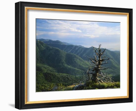 Twisted Tree in Lush Landscape, Bear River Range, Cache National Forest, Cache Valley, Idaho, USA-Scott T^ Smith-Framed Photographic Print