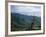 Twisted Tree in Lush Landscape, Bear River Range, Cache National Forest, Cache Valley, Idaho, USA-Scott T^ Smith-Framed Photographic Print