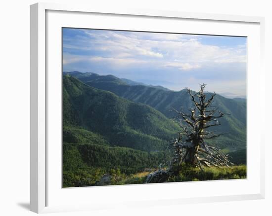 Twisted Tree in Lush Landscape, Bear River Range, Cache National Forest, Cache Valley, Idaho, USA-Scott T^ Smith-Framed Photographic Print