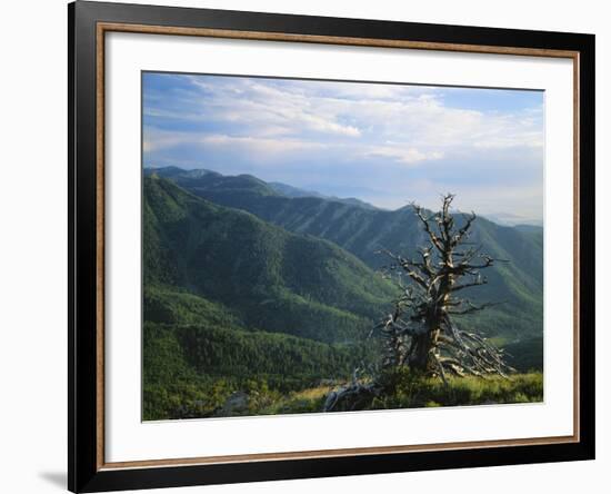 Twisted Tree in Lush Landscape, Bear River Range, Cache National Forest, Cache Valley, Idaho, USA-Scott T^ Smith-Framed Photographic Print