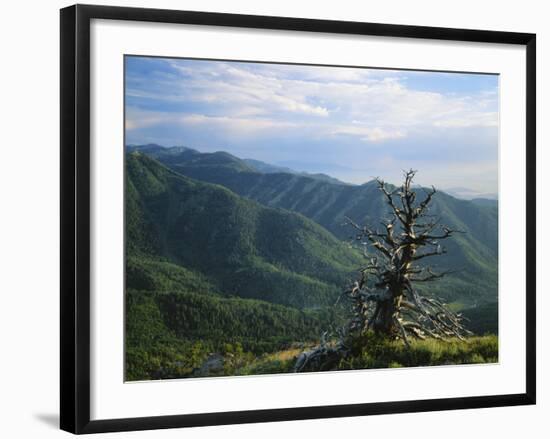 Twisted Tree in Lush Landscape, Bear River Range, Cache National Forest, Cache Valley, Idaho, USA-Scott T^ Smith-Framed Photographic Print